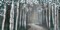 Mineral Forest Poster Print by Tandi Venter - Item # VARPDX16018